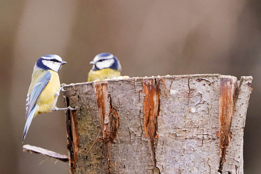 Attract a Variety of Bird Species with Sunflower Hearts