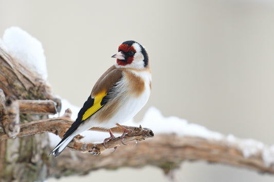 Wild Birds: A Love for Sunflower Hearts