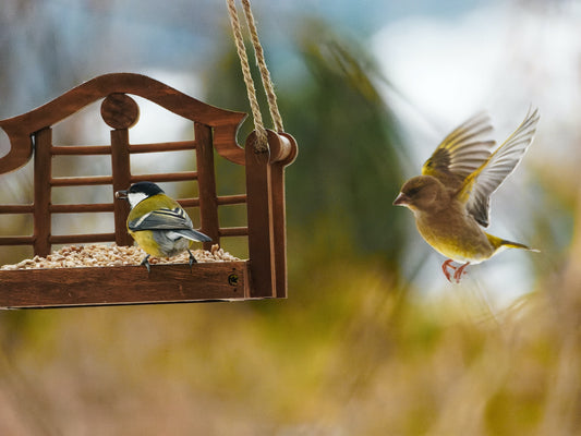 Bringing Nature Closer to Home: The Benefits of Feeding Wild Birds Sunflower Hearts