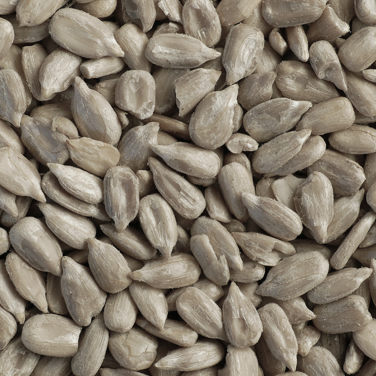 sunflower hearts for wild birds, best price 20kg