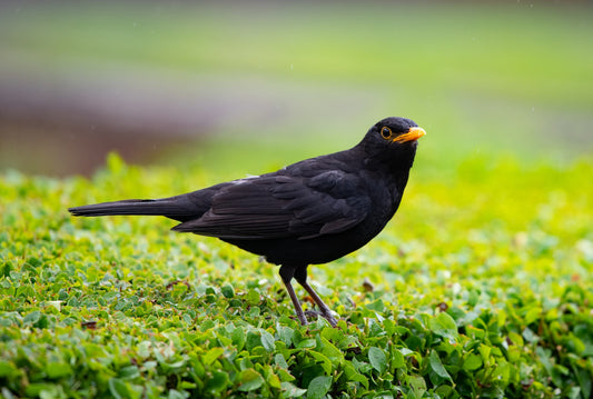 A Guide to the Most Common Garden Birds in the UK